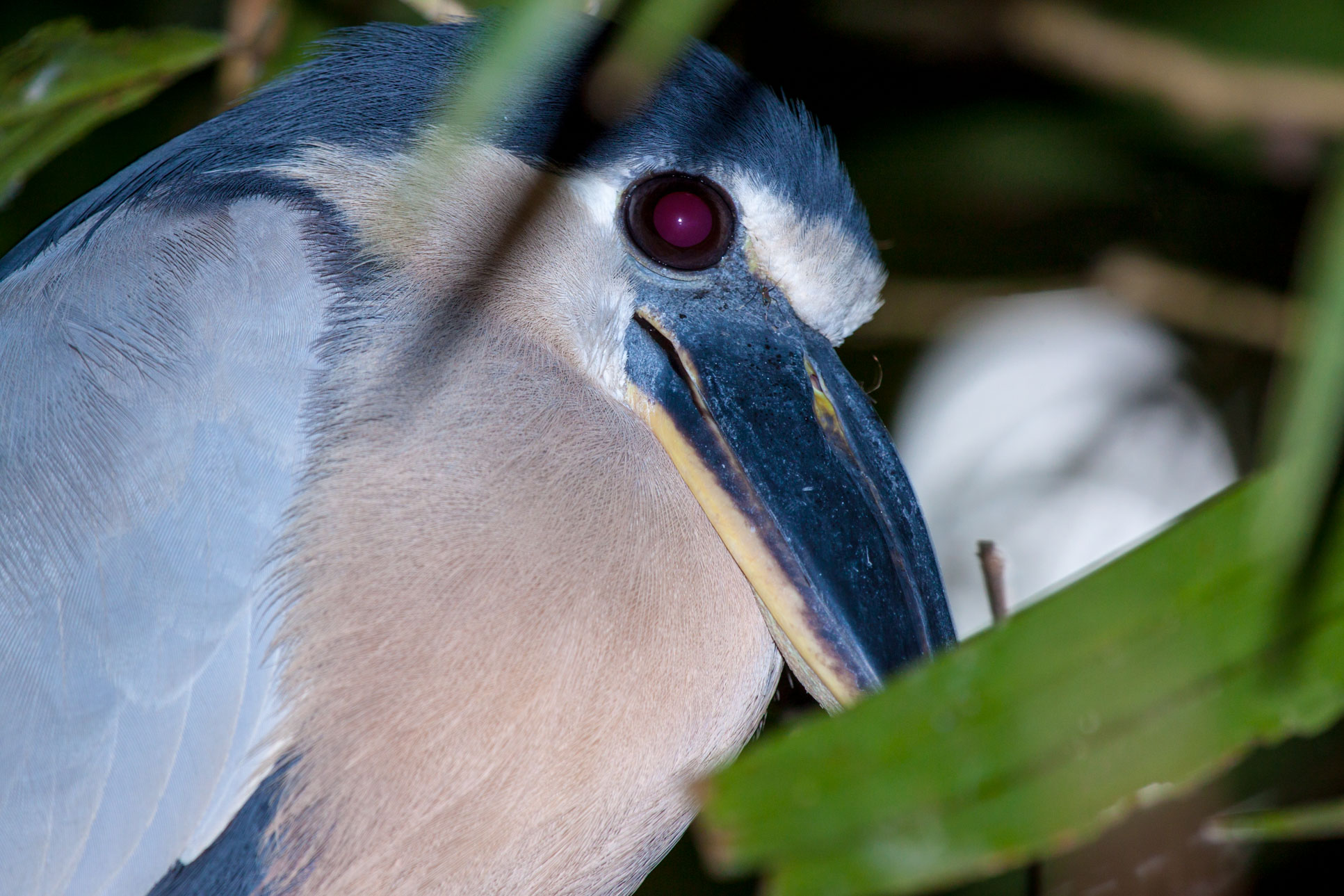 boat billed heron tortuguero 3.jpg