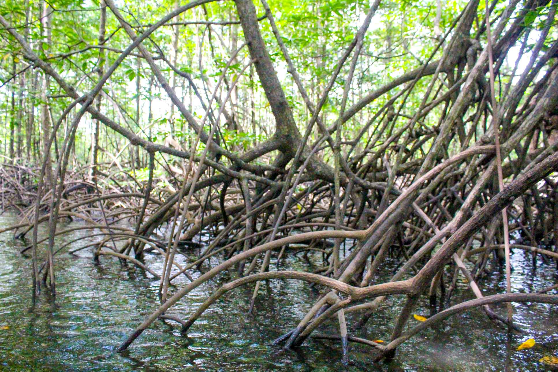 Sierpe Manglar Forest Exposed Roots