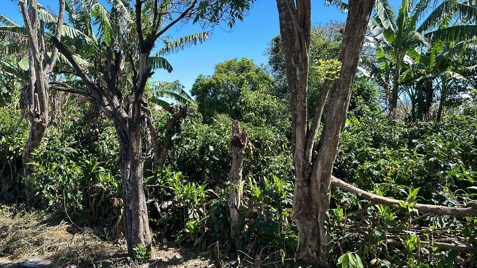 convert coffee farm into a mixed use development complex view 008.jpeg