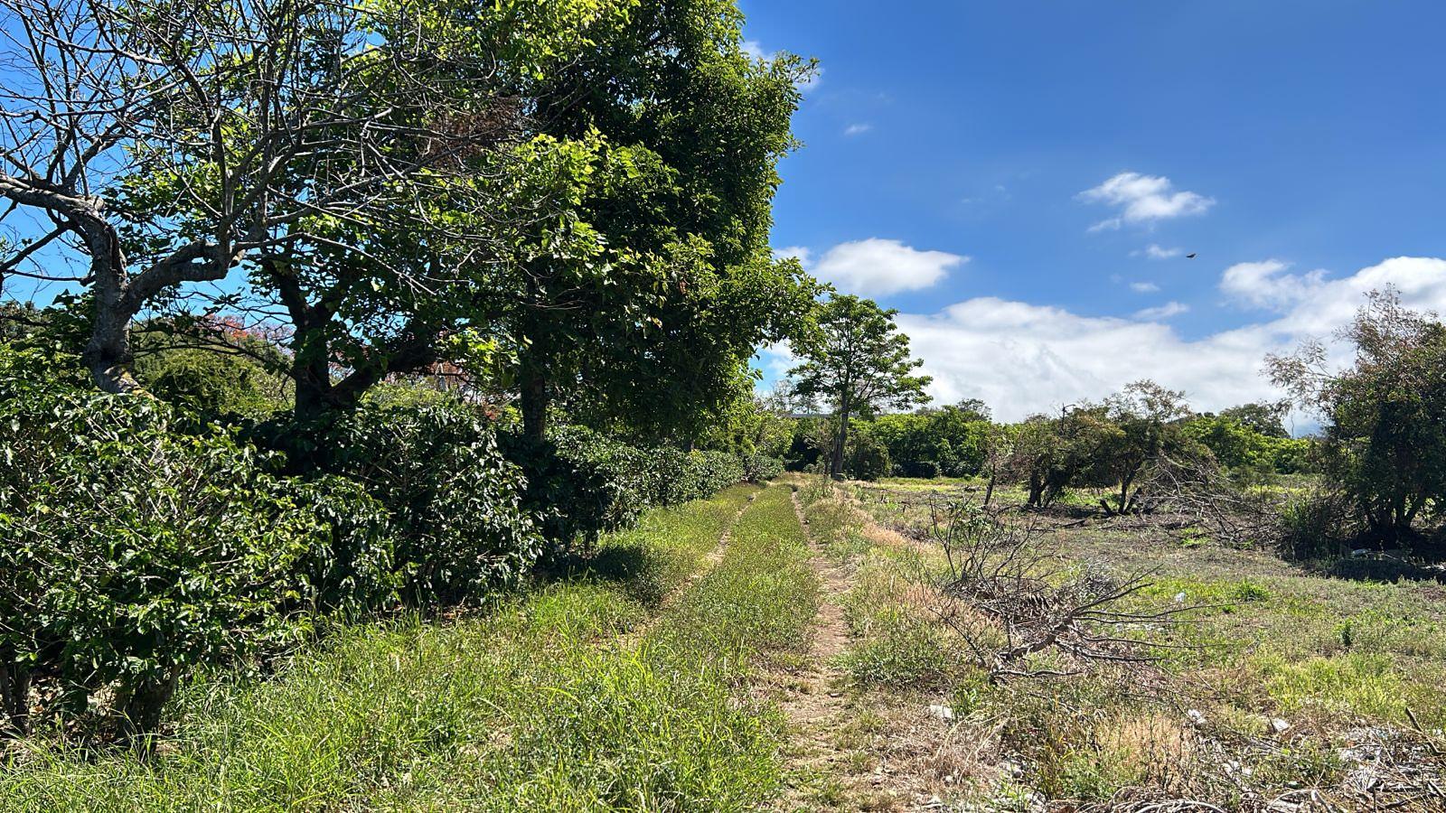coffee estate construction site in santo domingo view 002.jpeg