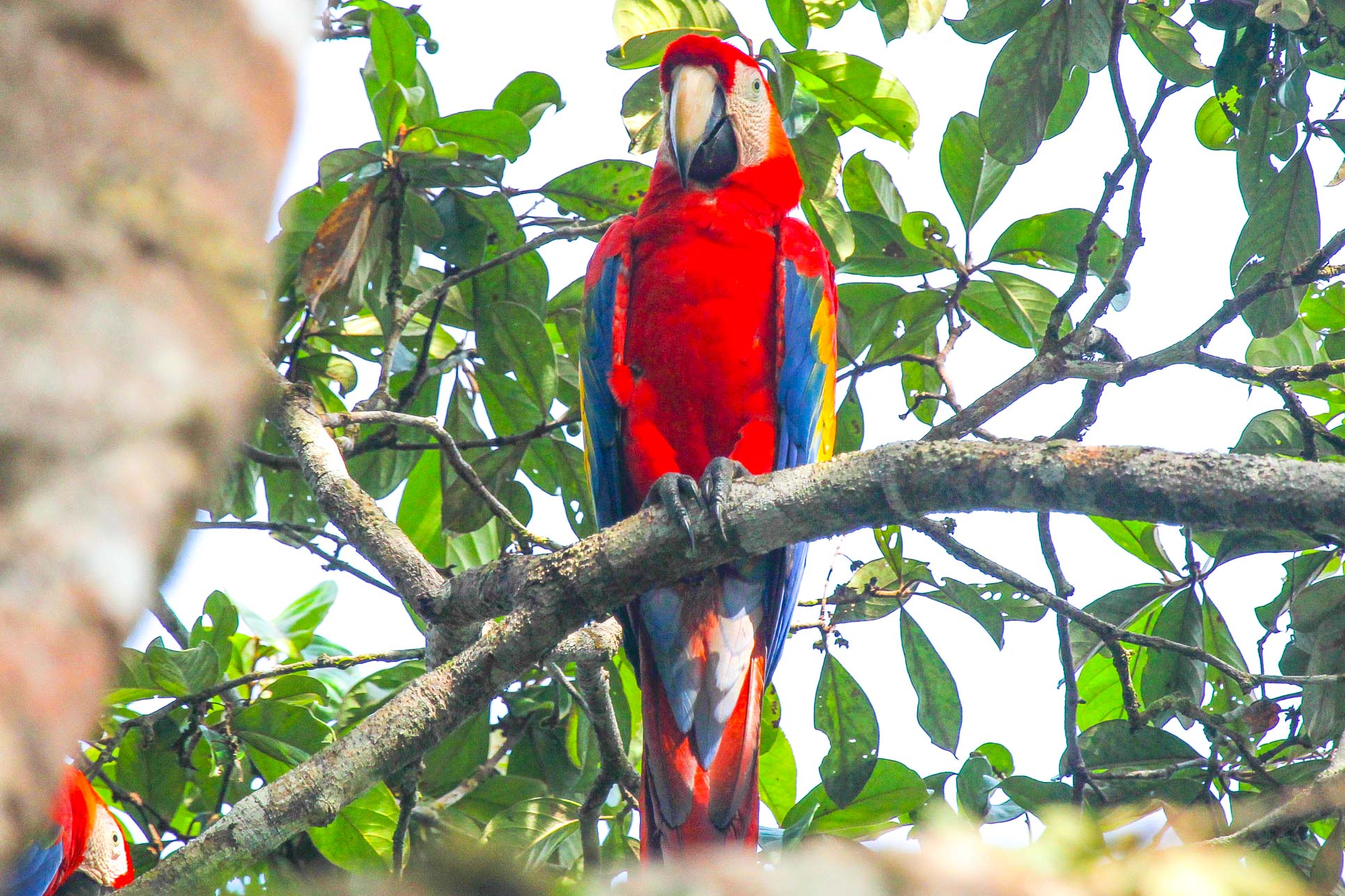 Macaw Standing San Pedrillo Station Corcovado