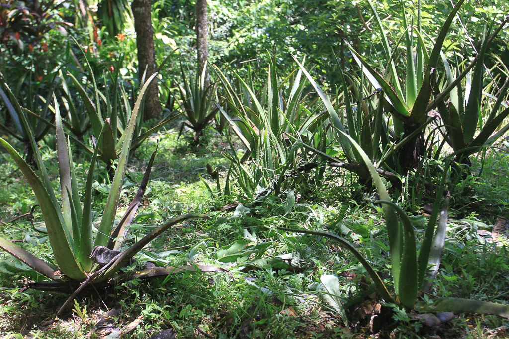 tierra y fuego plants 16.jpg