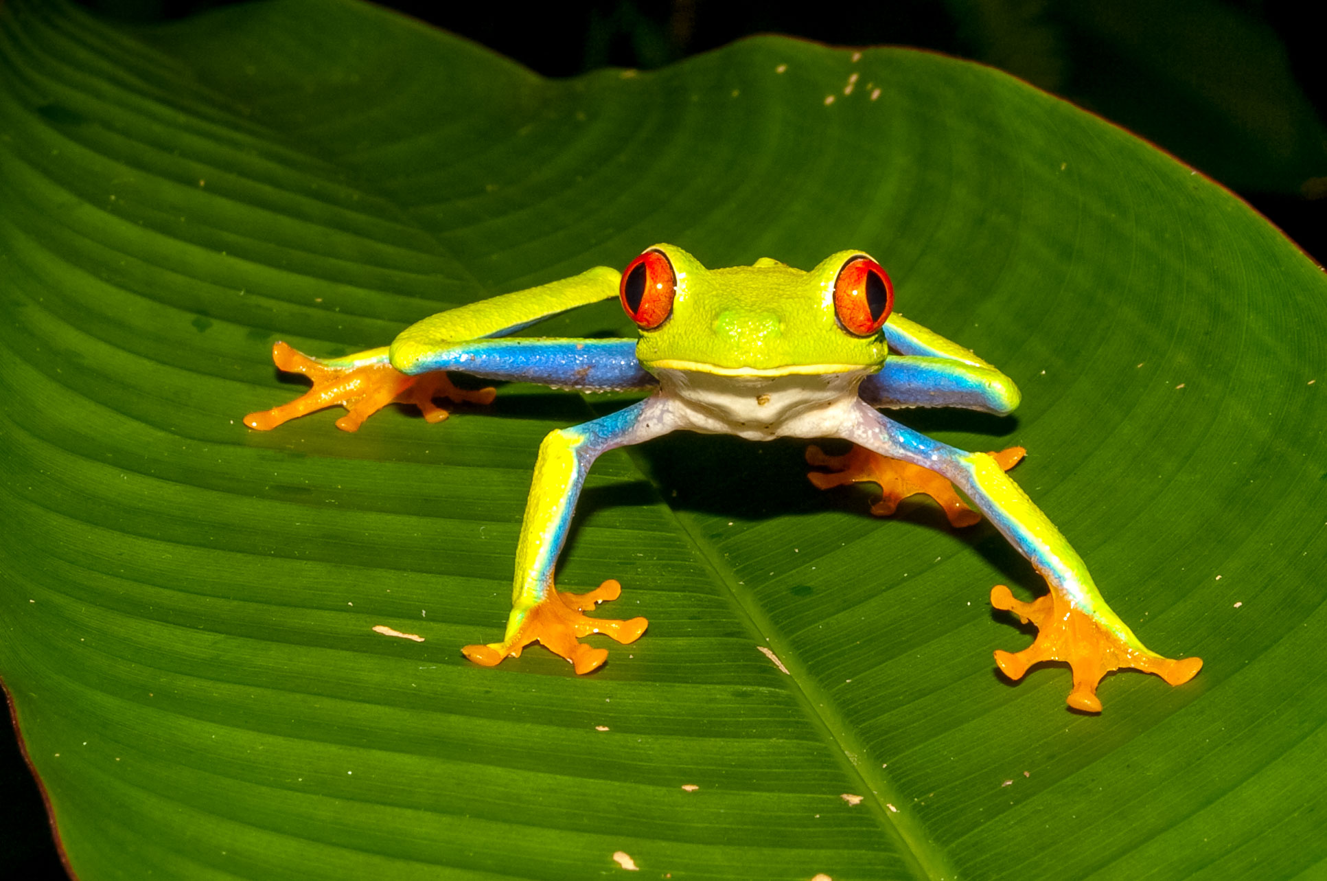 Red Eye Green Tree Frog Tortuguero  Edit