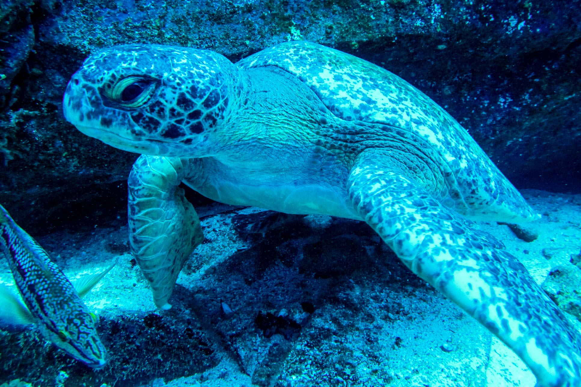 Green Sea Turtle On The Bottom Of The Ocean Cocos Island