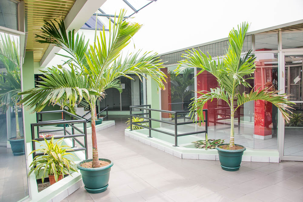 Palm Trees Inside Plaza Dorada