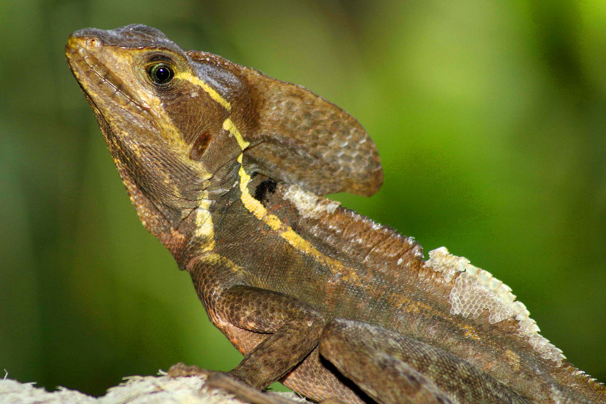 common basilisk barra del colorado 12.jpg