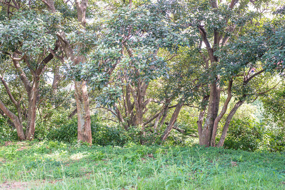 Escazu Lots Trees