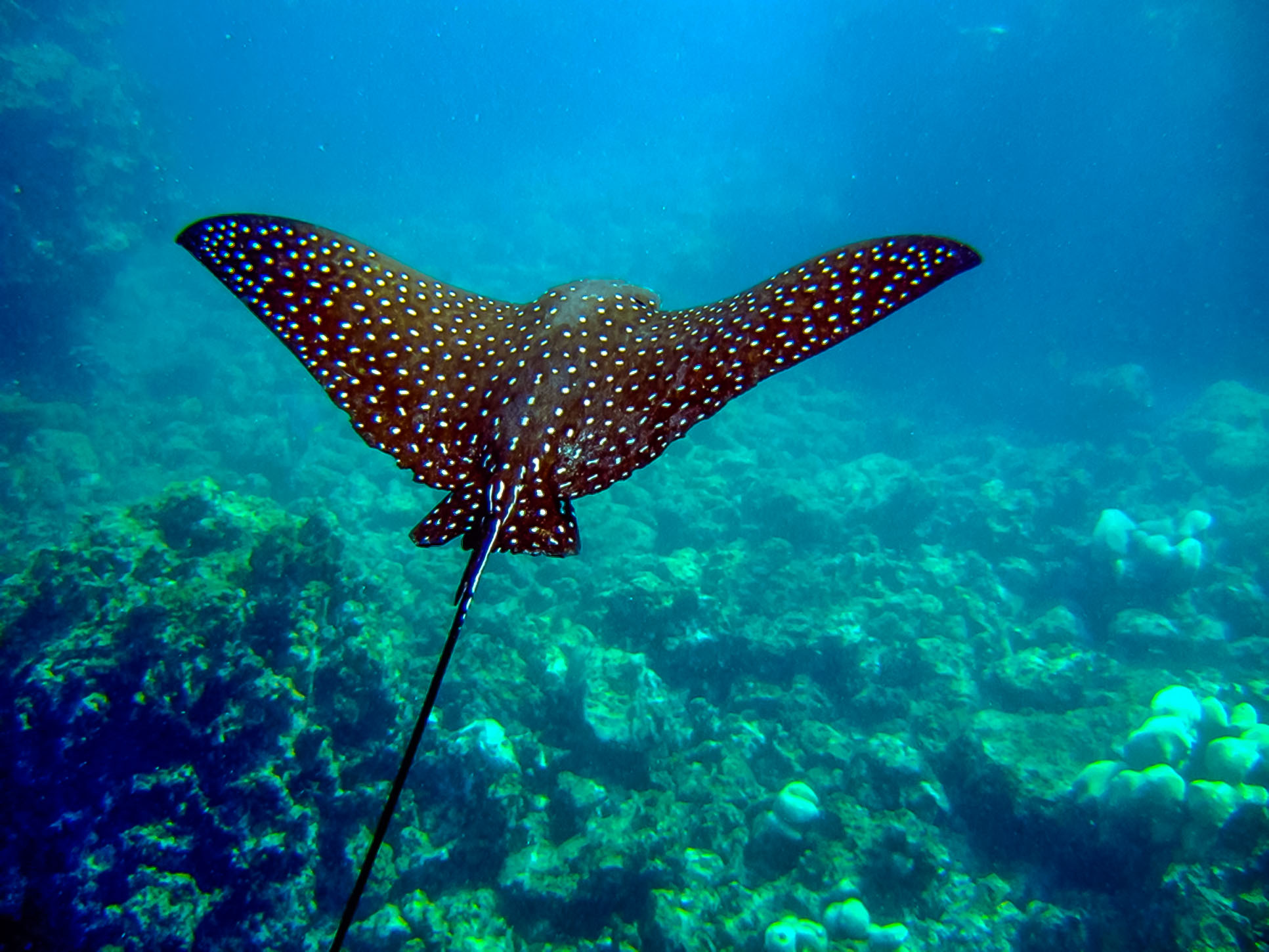 Spotted Eagle Ray