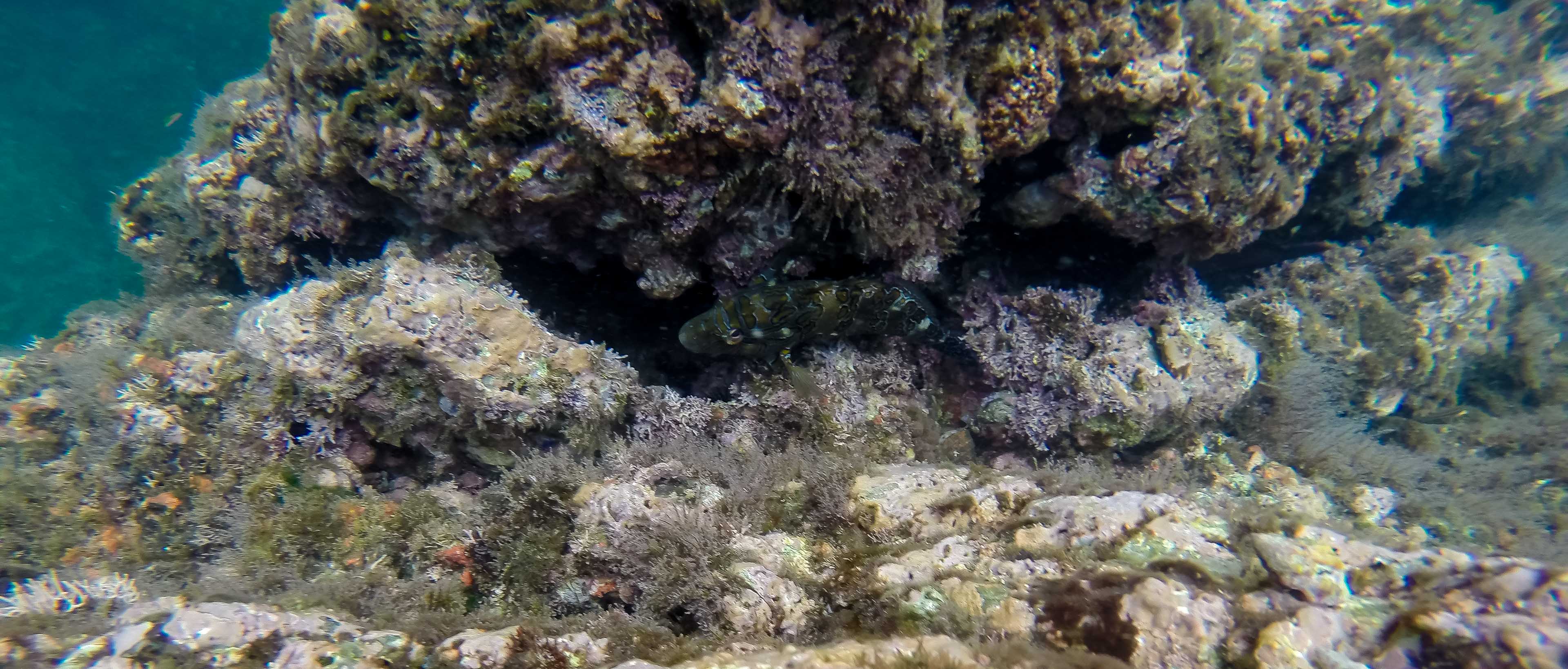 purple tinted reefs tortuga islands 6.jpg