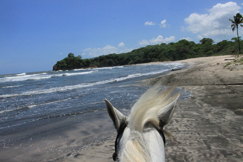 horse mane pelada3.jpg