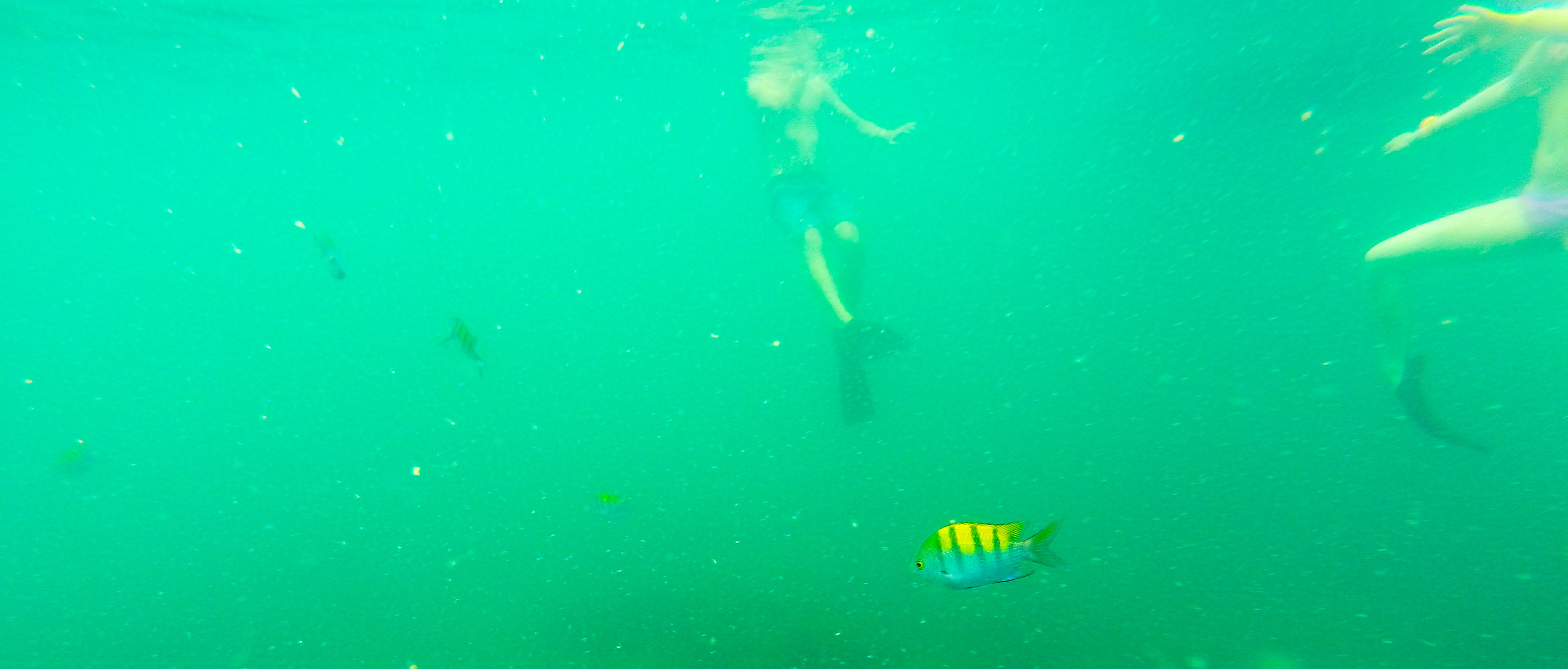 People Fins Snorkeling Tortuga