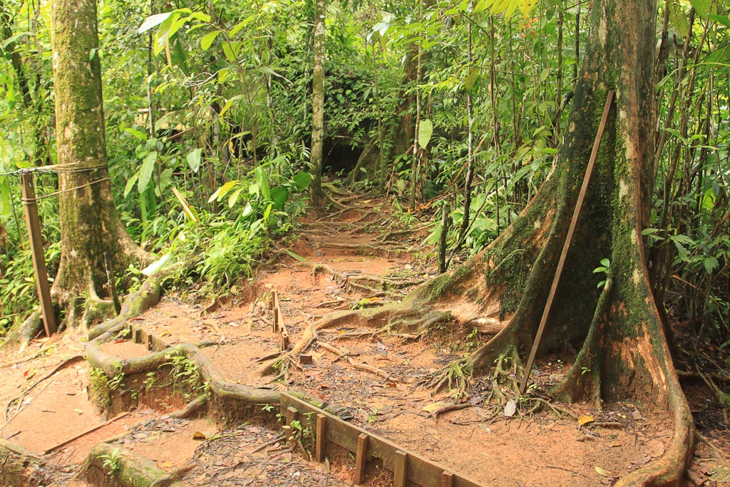 flight of the toucan tree climb combo tour trail 5.jpg