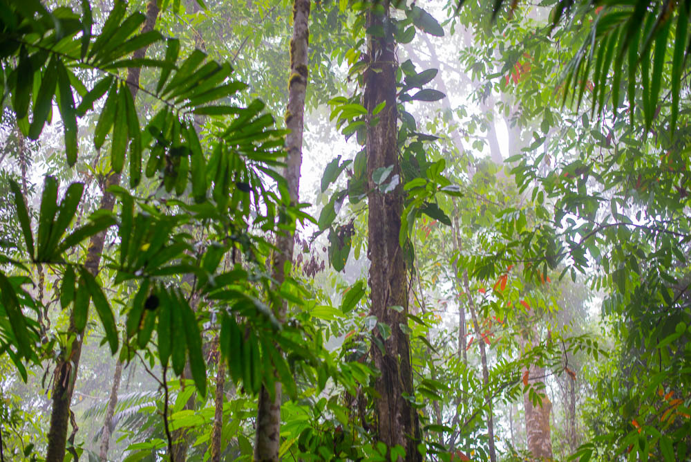 Fog Coming Into The Forest Of Los Patos Trail