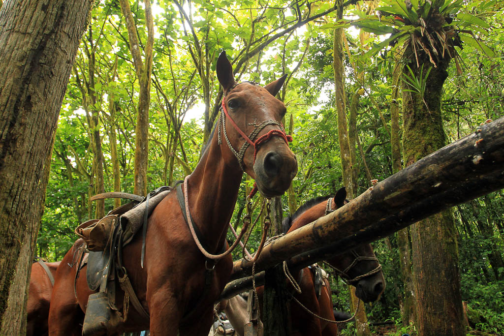 nauyaca waterfalls horse 2.jpg