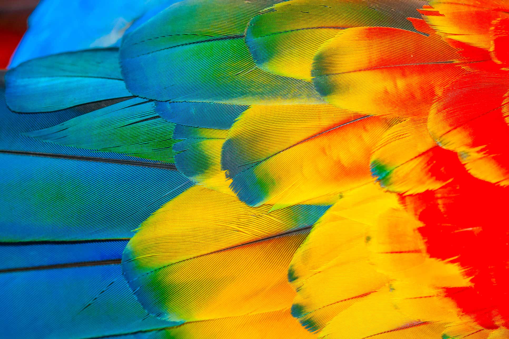 Scarlet Macaw Feather Colors