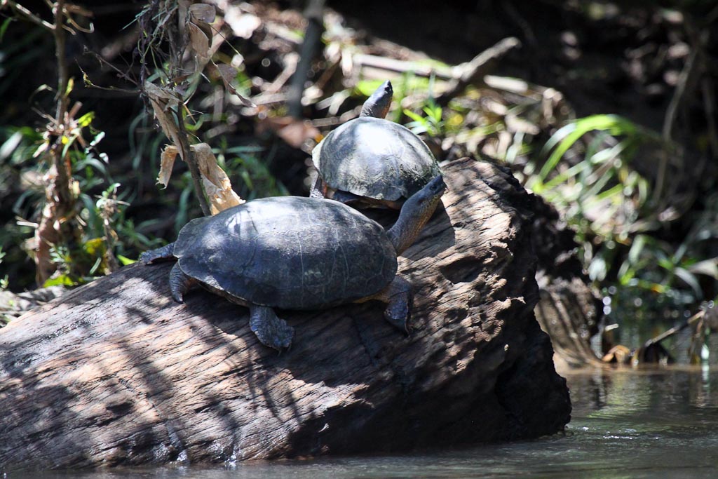 Pair of Black Turtles Relaxing