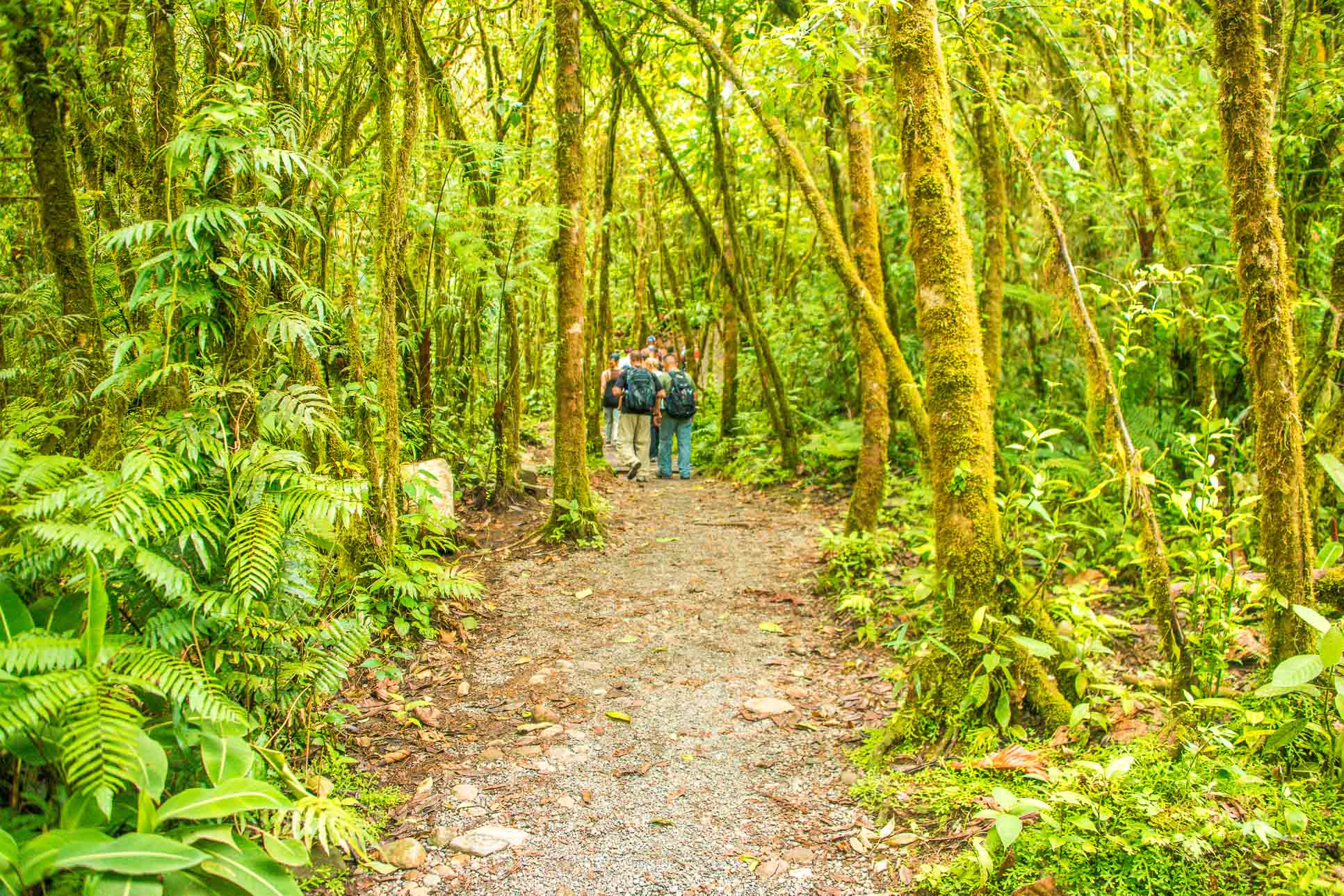 Dirty Forest Trail At Celeteste River Waterfall Tour