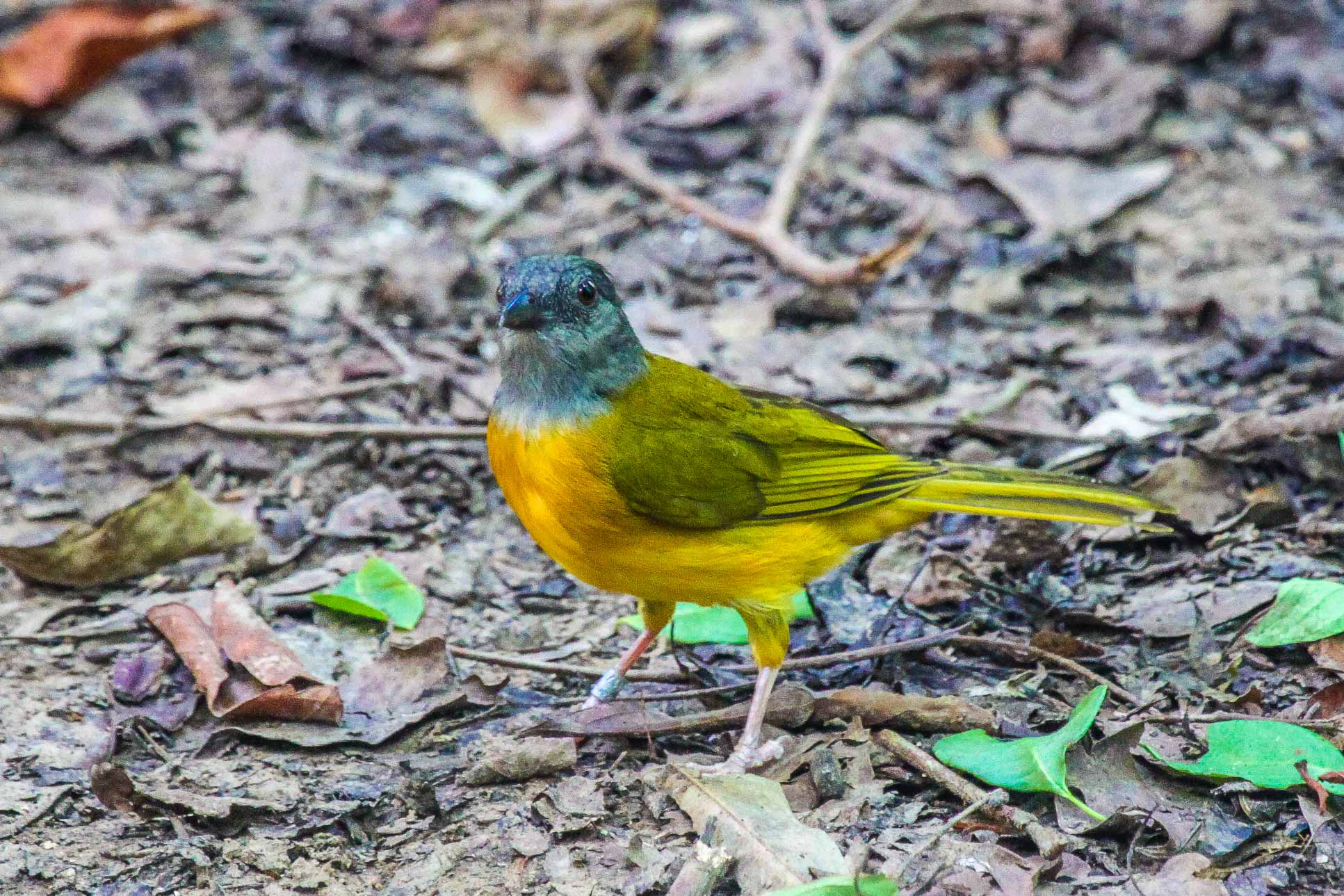 Yellow Bird Eating Ants