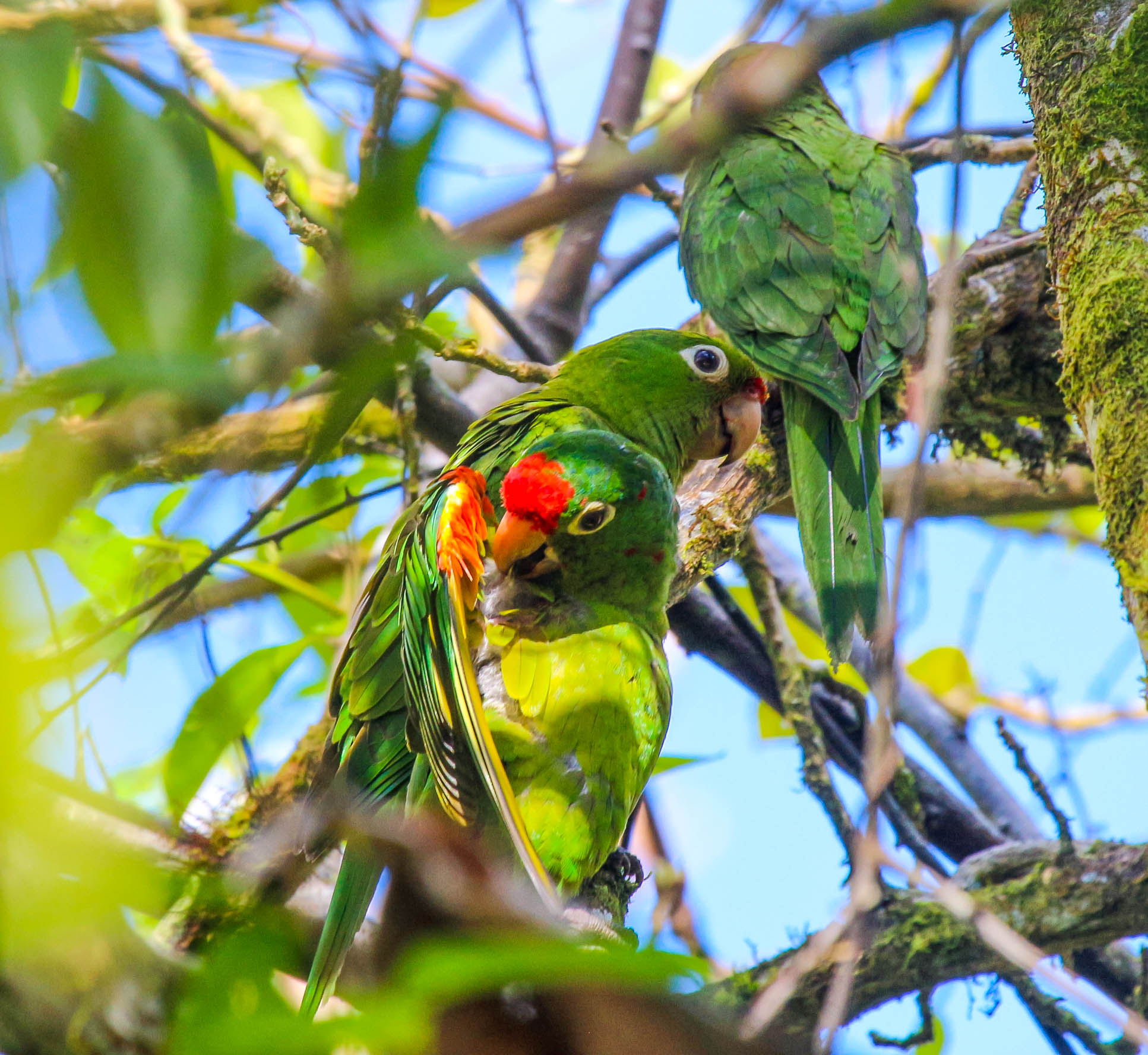 Parrot Family On Tree Finca Kobo Chocolate Tour