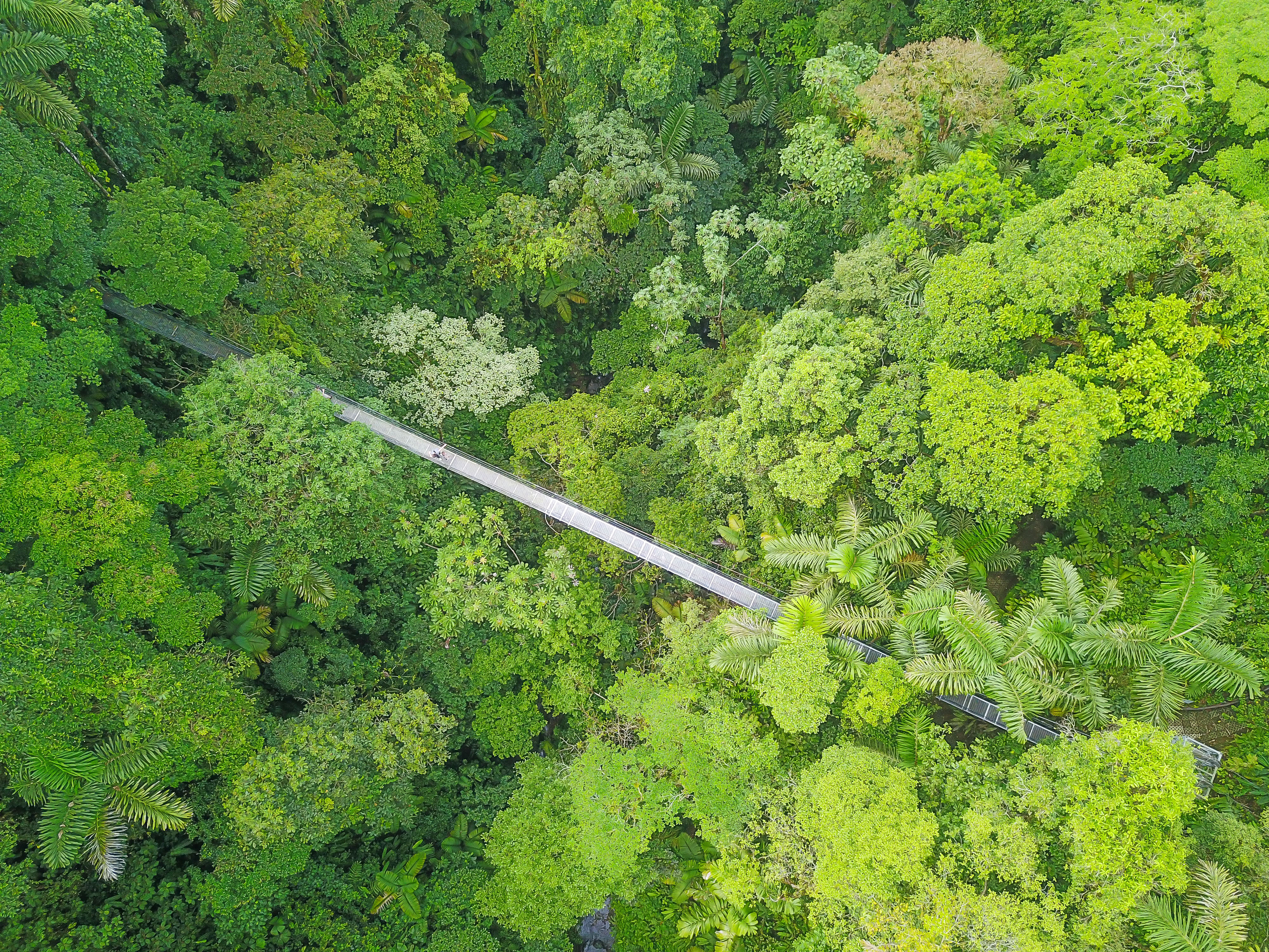 Arenal Hanging Bridges Mistico Park Main Bridge Aerial View