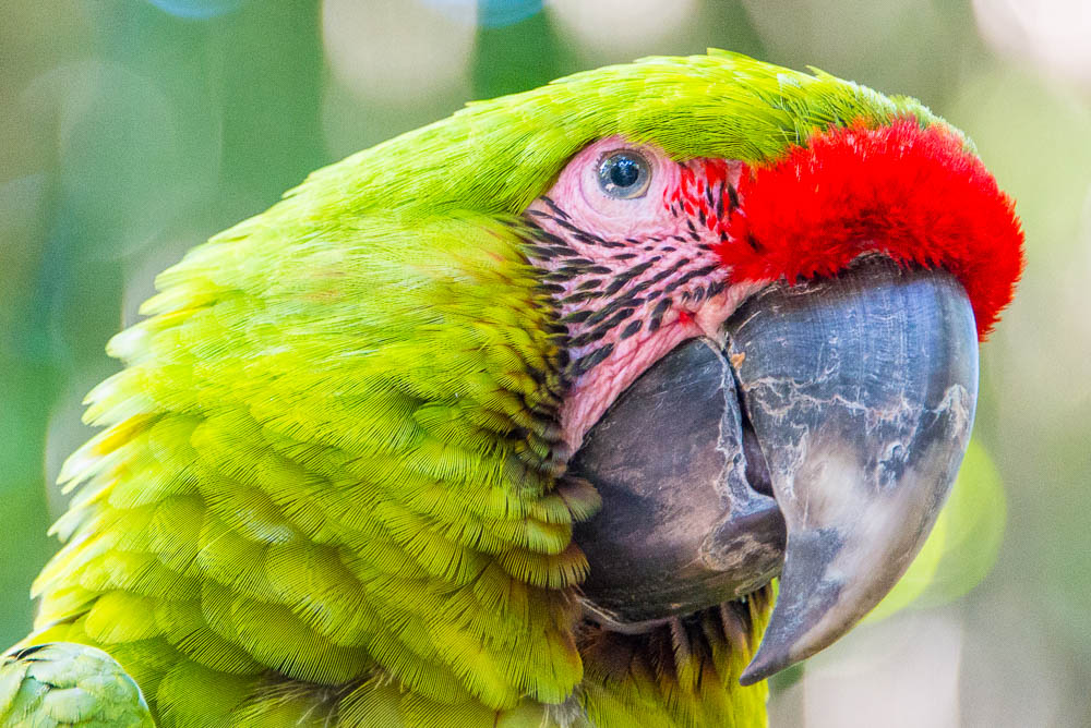 green macaw face shot parque simon bolivar san jose 20.jpg