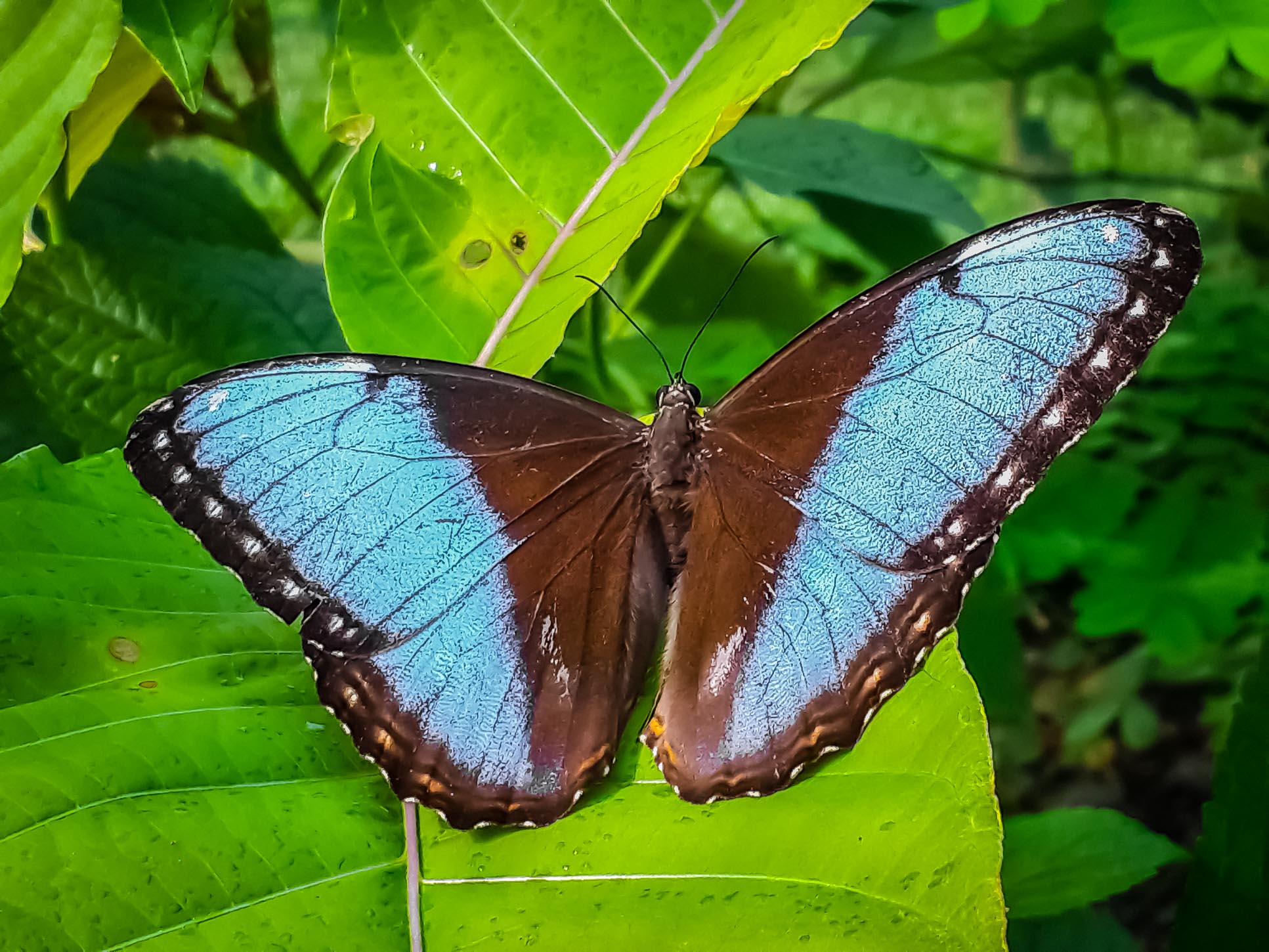 morpho helenor butterfly las palmas butterfly garden 2.jpg