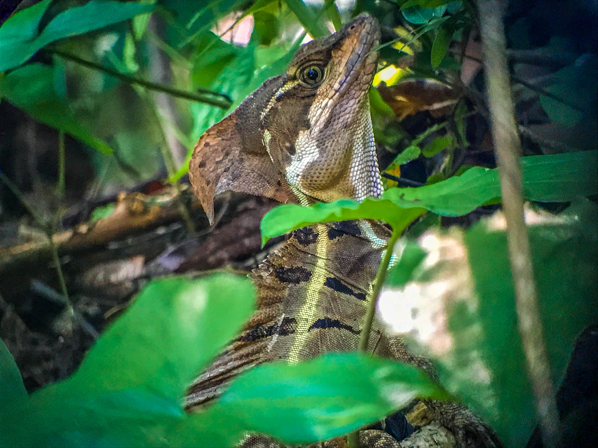 Bassilisk Manuel Antonio National Park