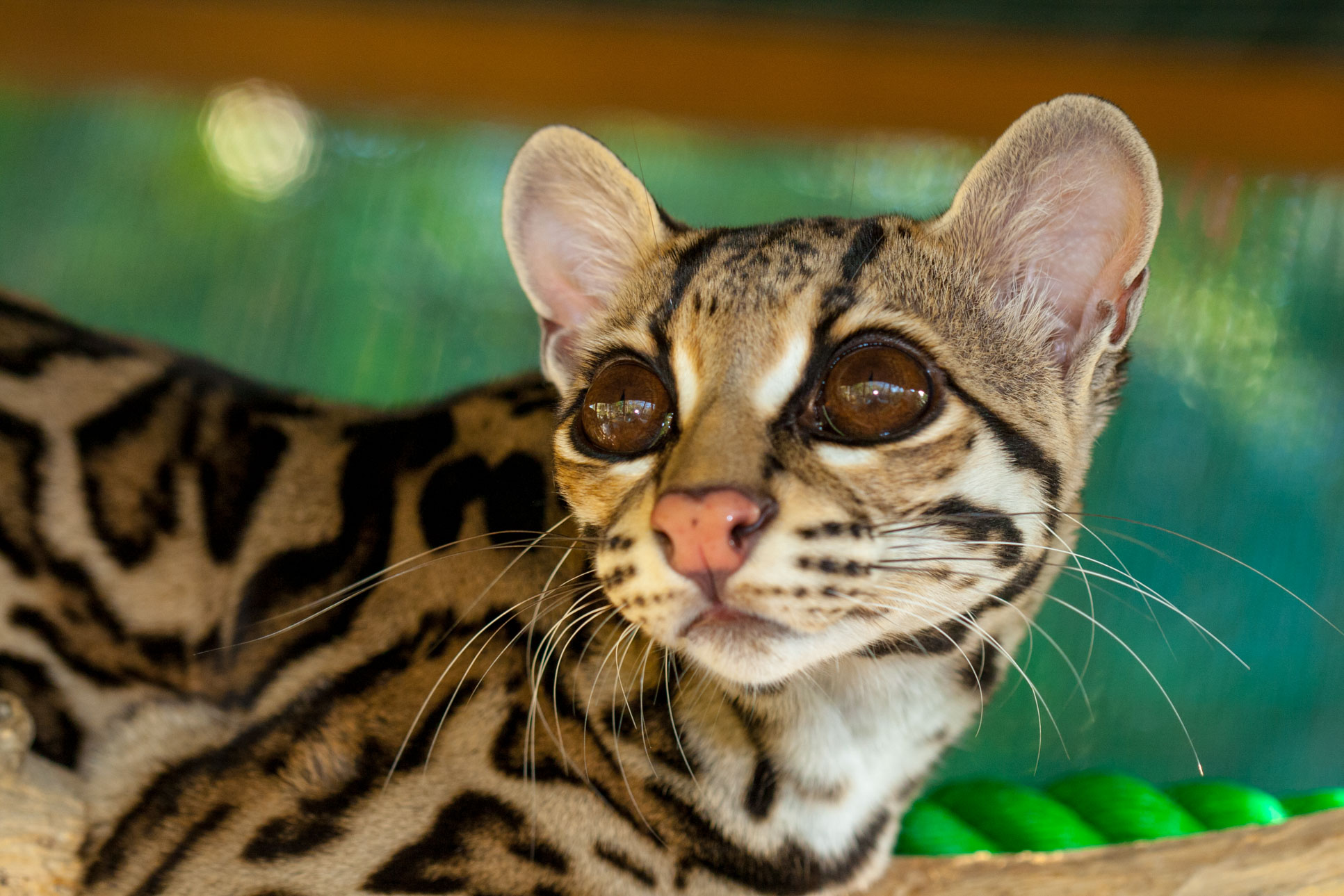 Margay Profile View Selva Reserve Carillo