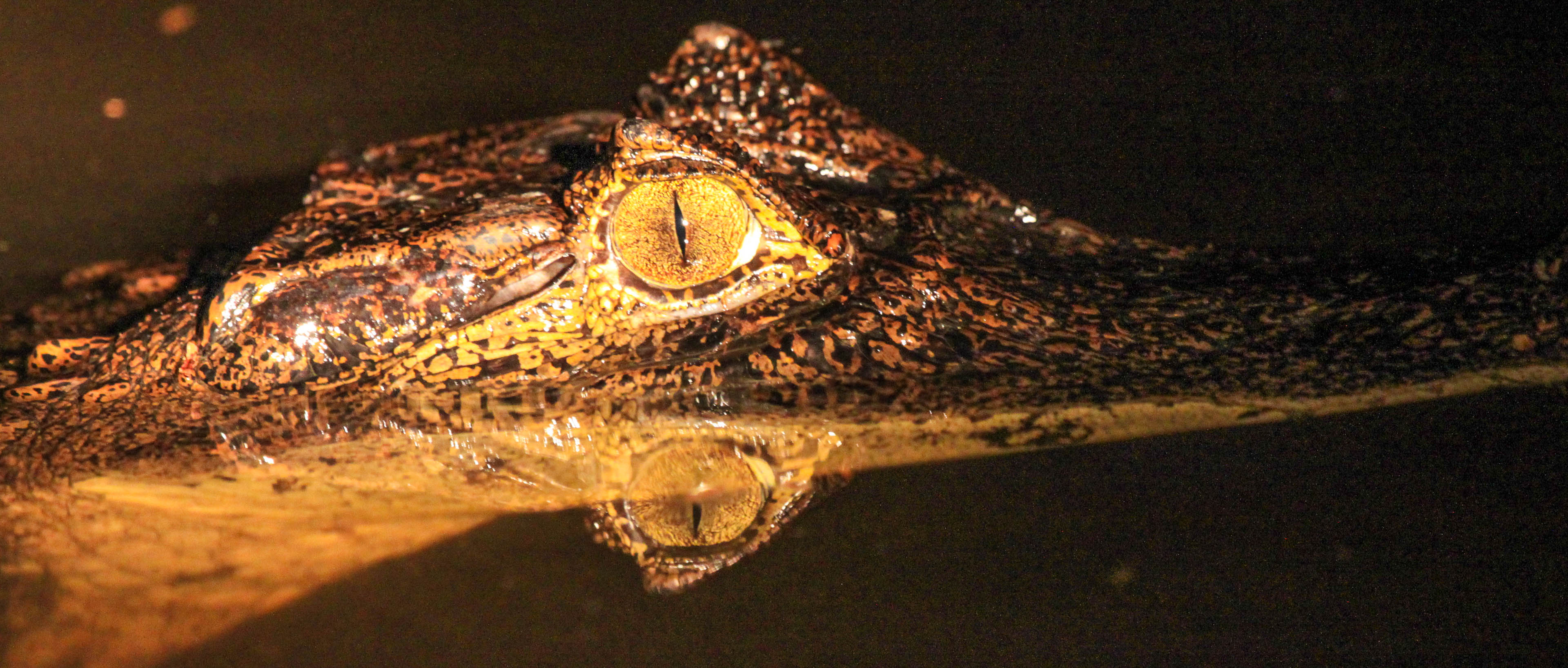 tortuguero all inclusive tour page caiman 5.jpg