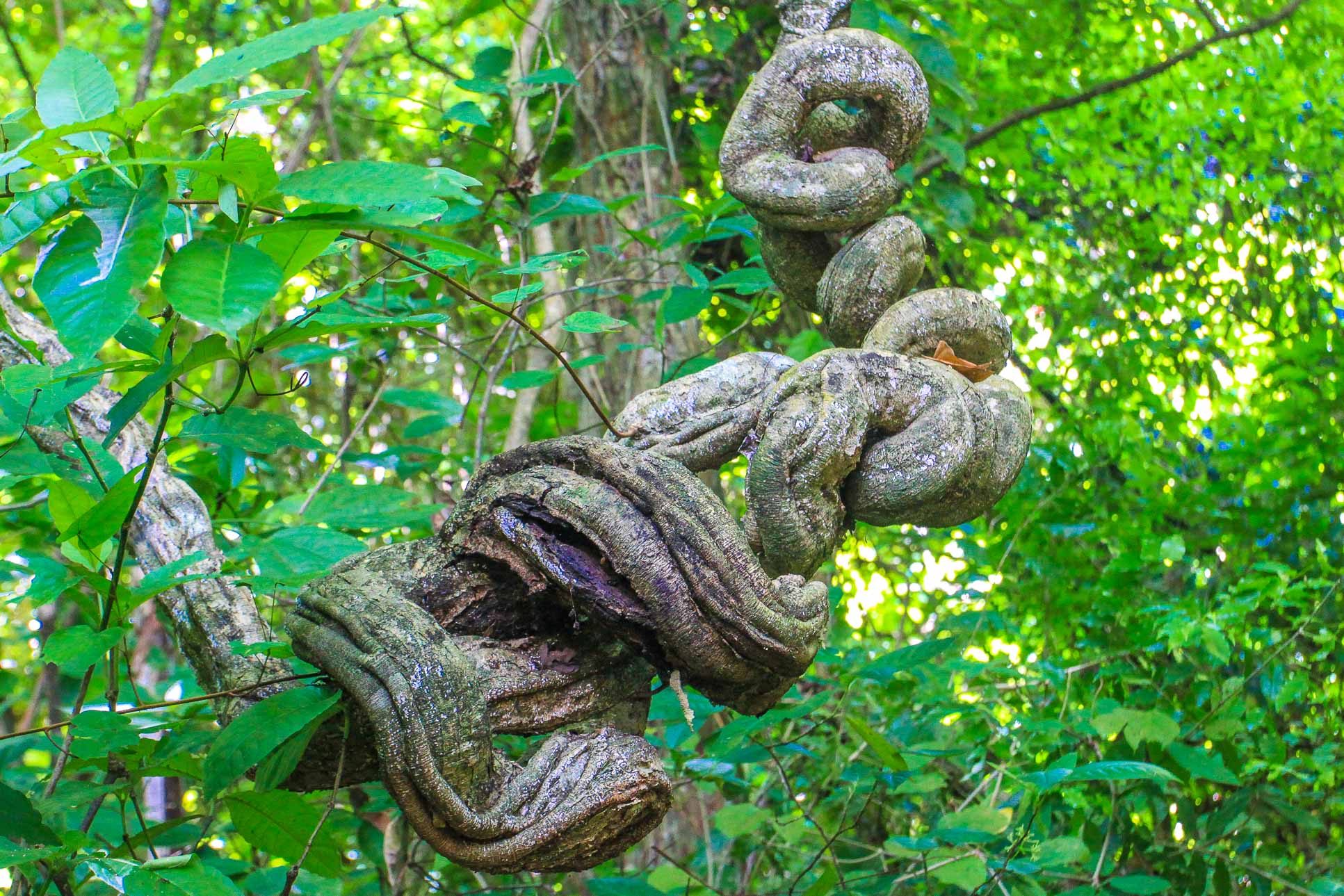 Escalena Plant Cabo Blanco Reserve