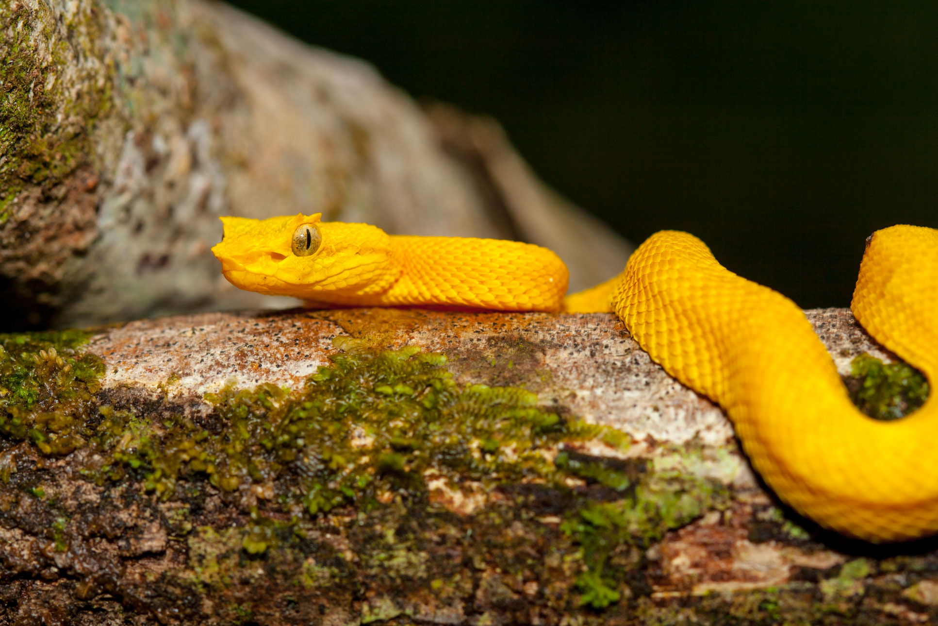 Eyelashh Palm Pitviper Snake On Tree At Cahuita National Park