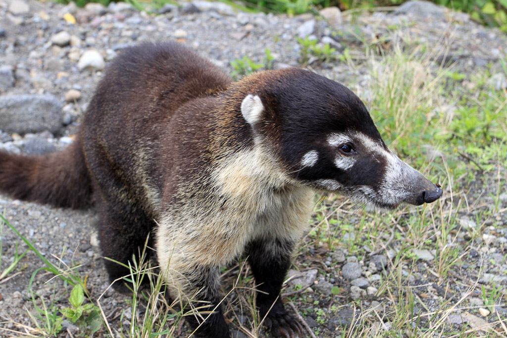 arenal mountain bike coatmundi 5.jpg