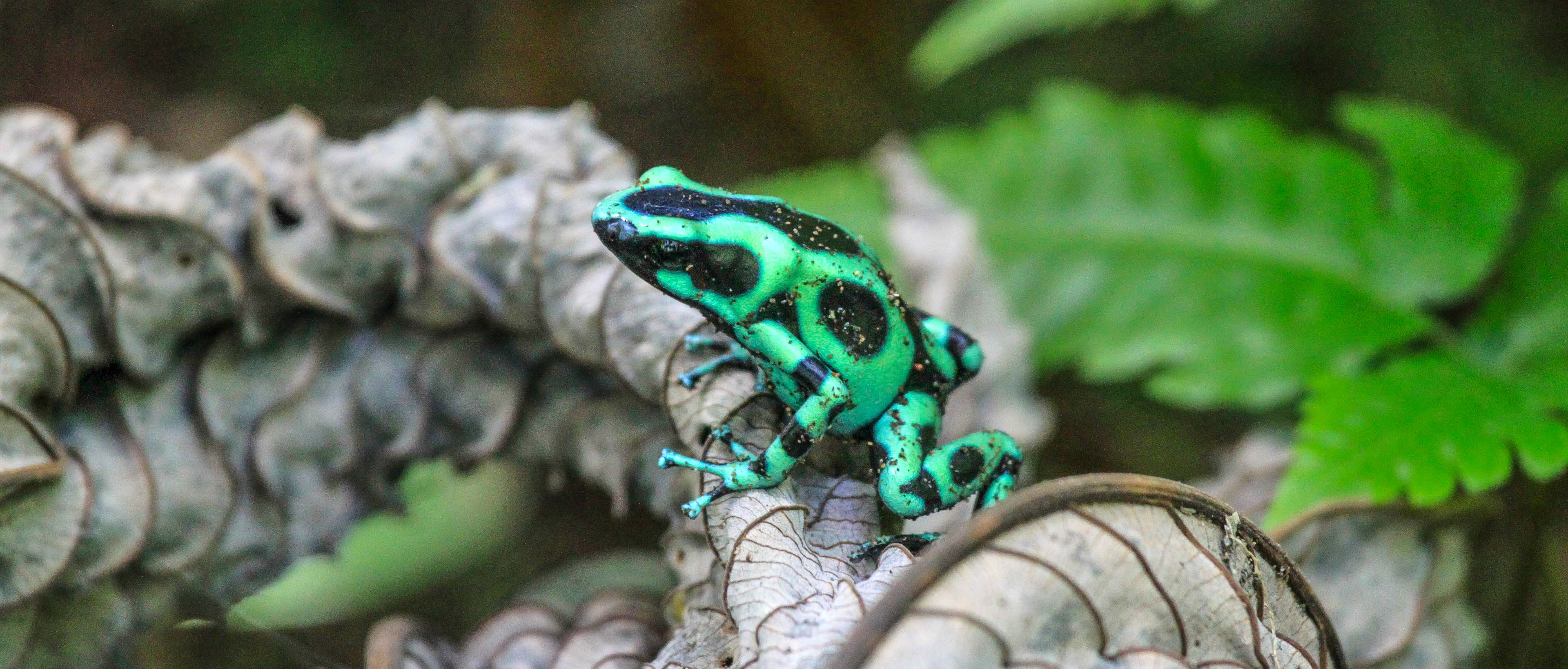 Black and green poison dart frog sitting on a dead leaf 
