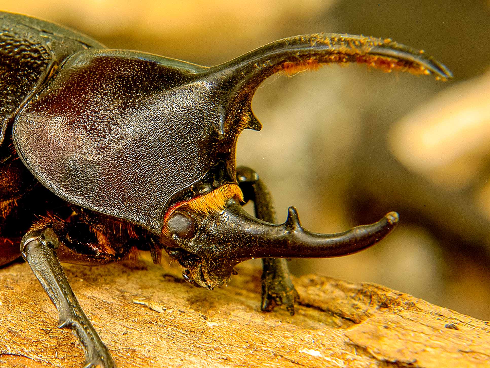 Hercules Beetle Closeup Monteverde