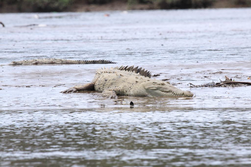 Crocodile Basking The Sun On The Beach