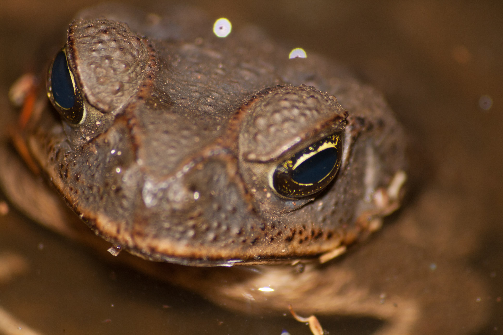 Bufo Toad Face Front