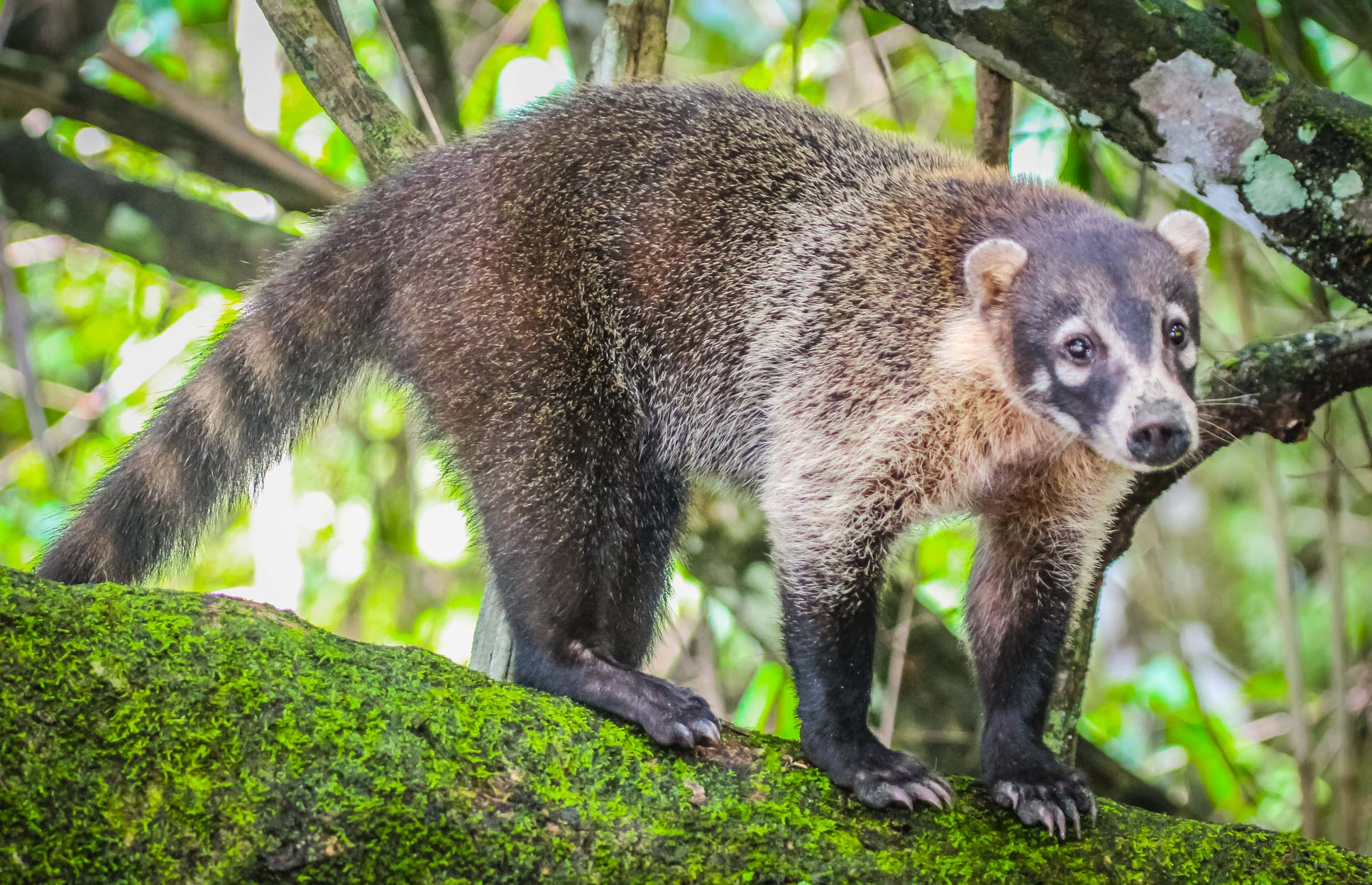 coati corcovado national park la leona station costa rica 6.jpg