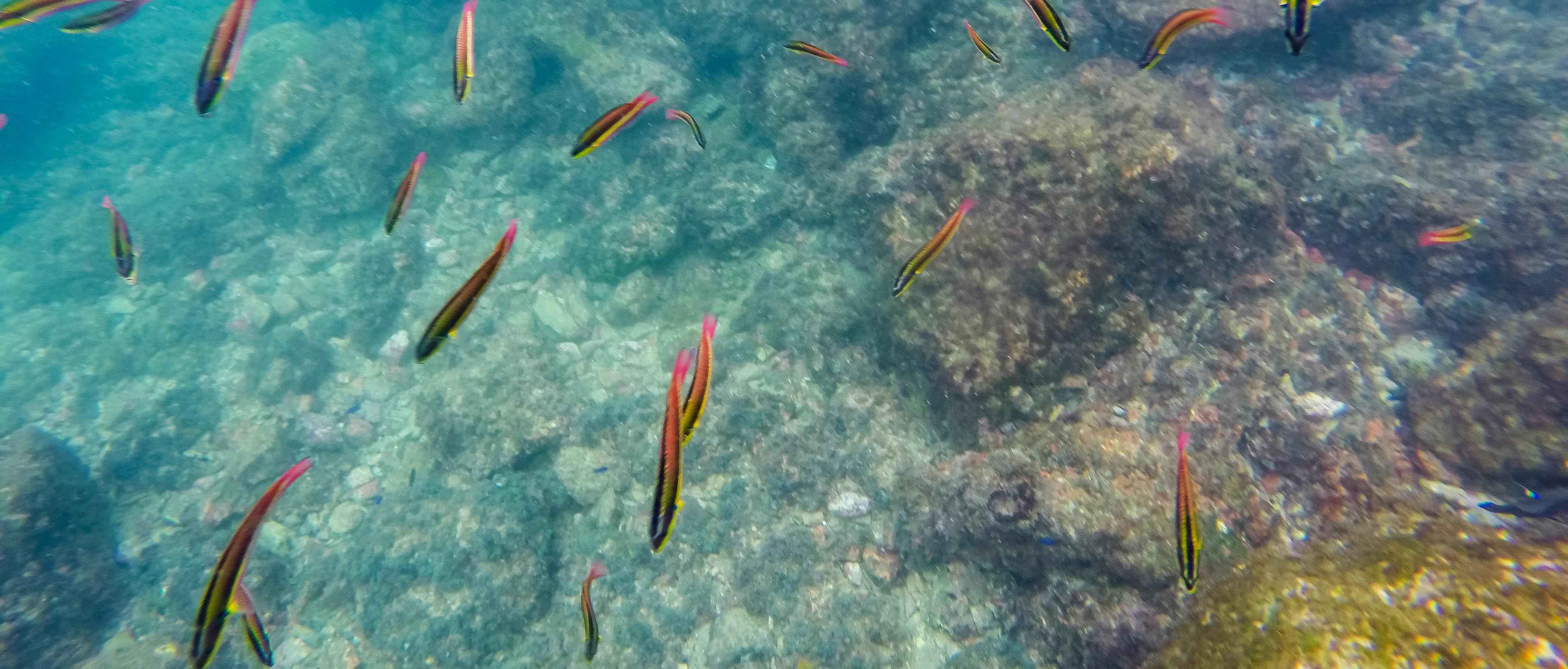 cortez rainbow wrasse tortuga island 2.jpg