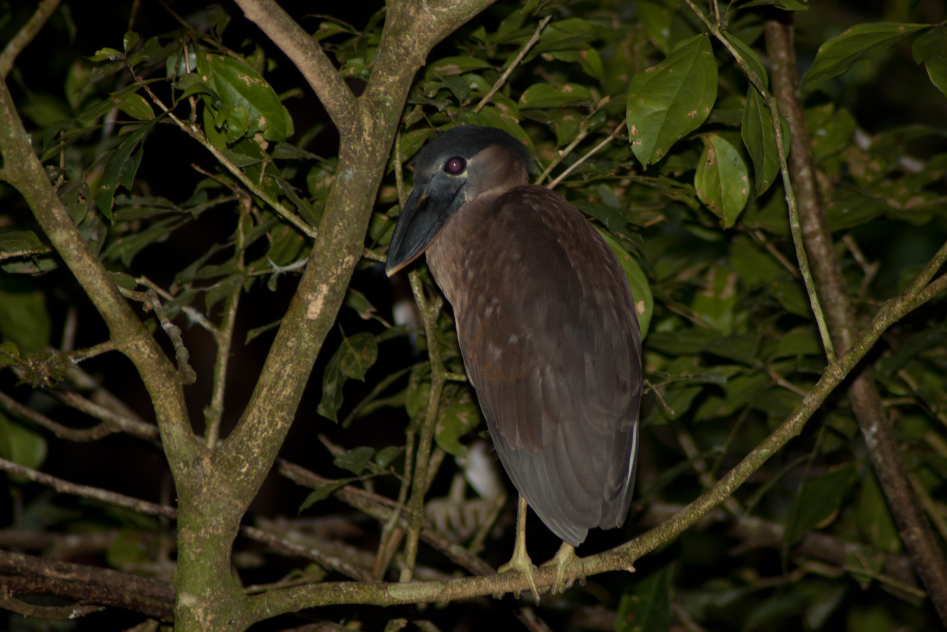 Boat Billed Heron Tortuguero