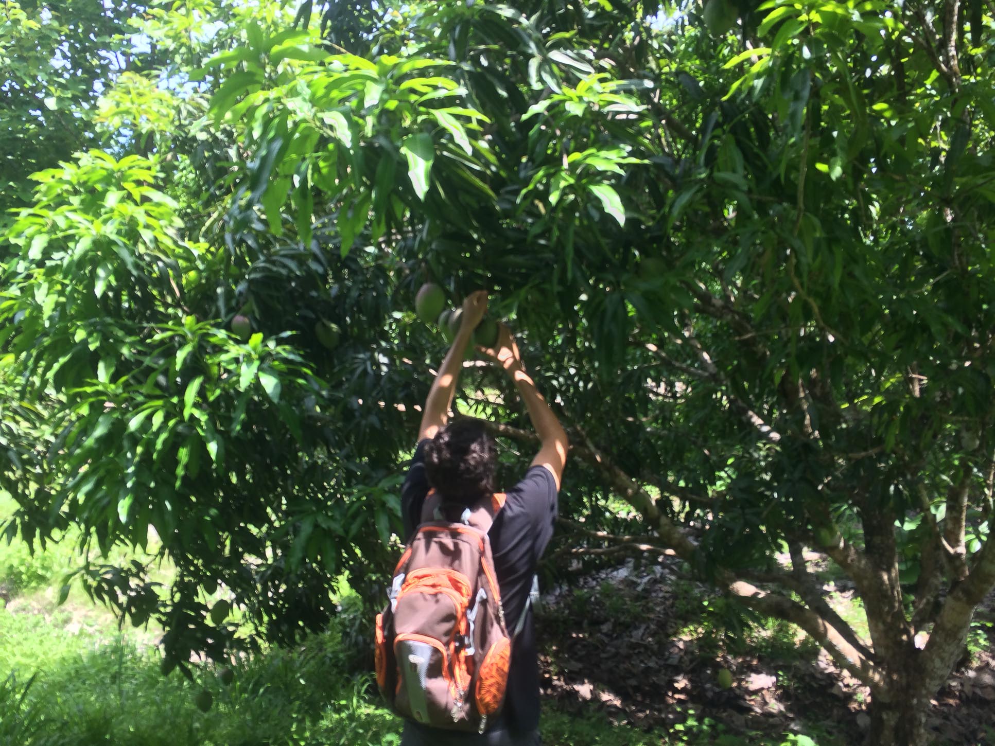 mangoes to go samara trails hike 13.jpg