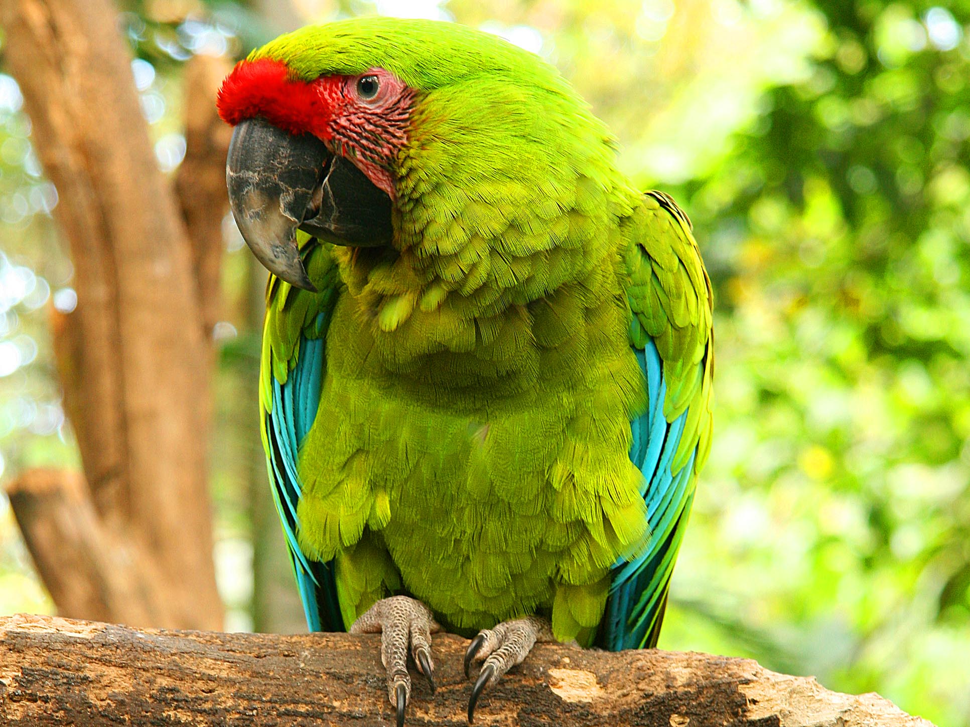 Great Green Macaw Perched On Tree Branch