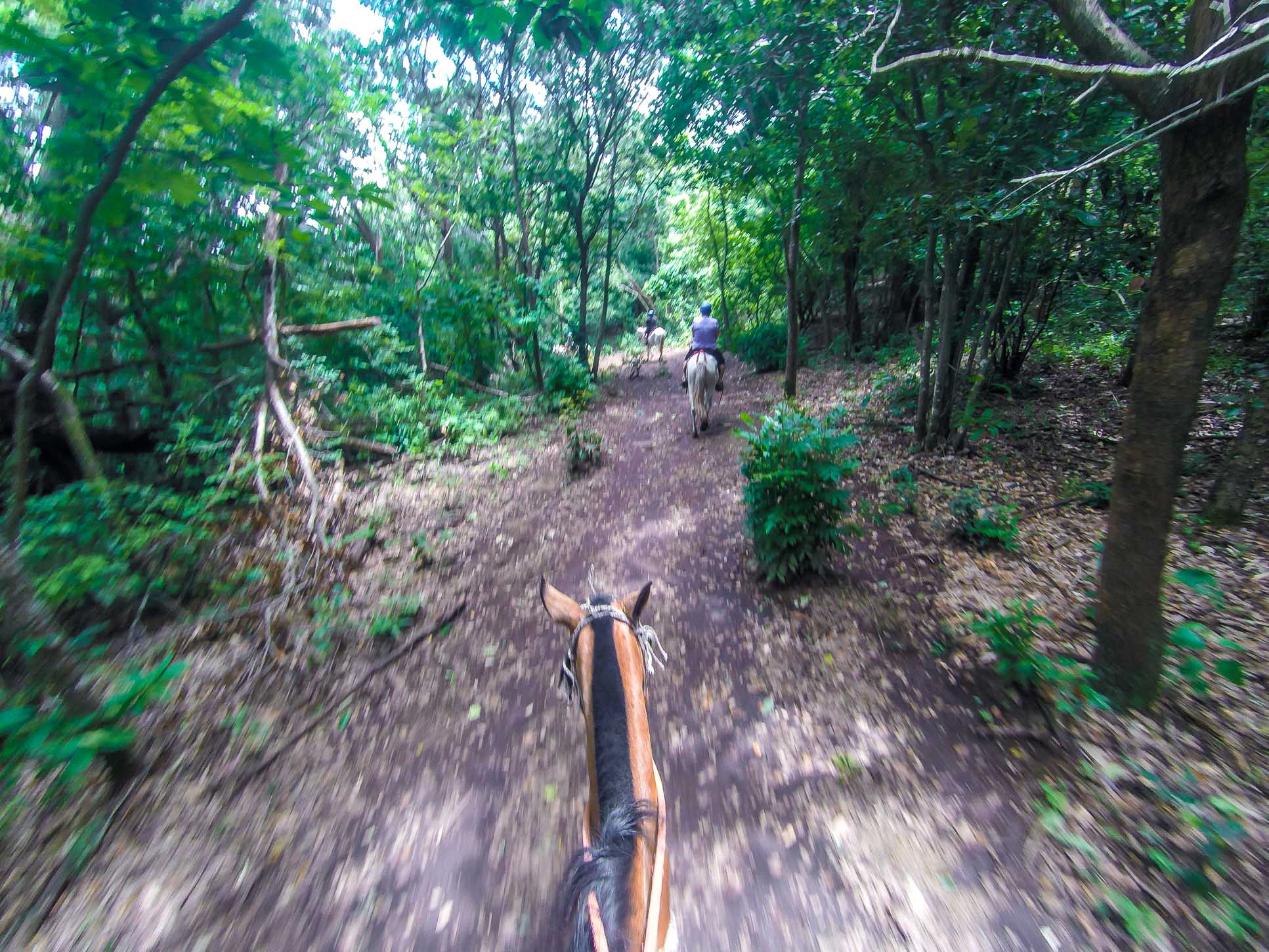 Last Forest Segment Horseback Riding Rincon De La Vieja