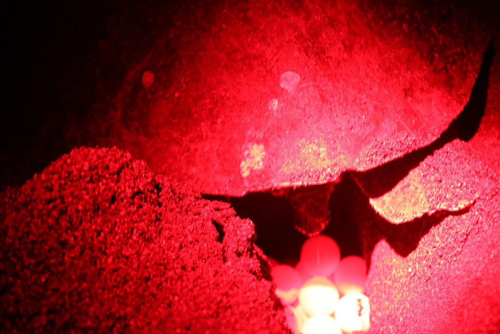 egg laying turtle camaronal 5.jpg