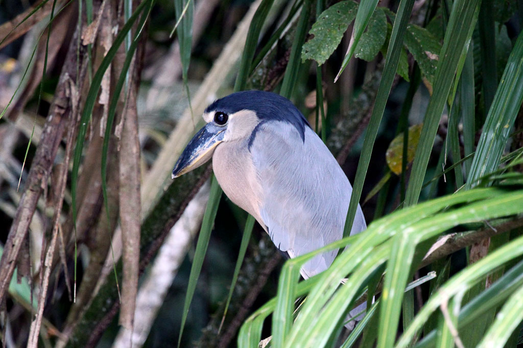Boat Billed Heron (a nocturnal hunter) perching on Palm Fronds in the Shade.