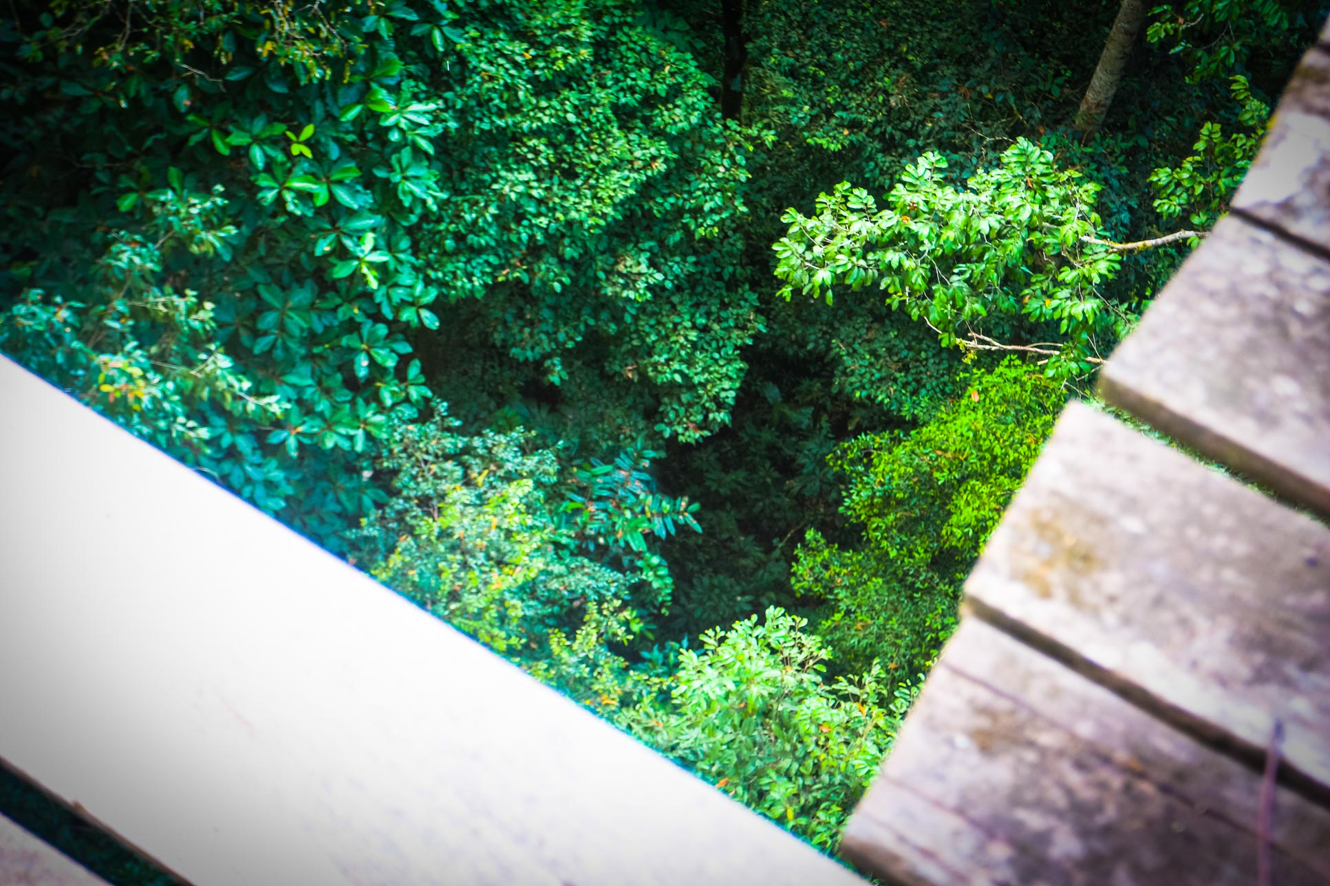 View Under A Platform Osa Palmas Canopy Tour