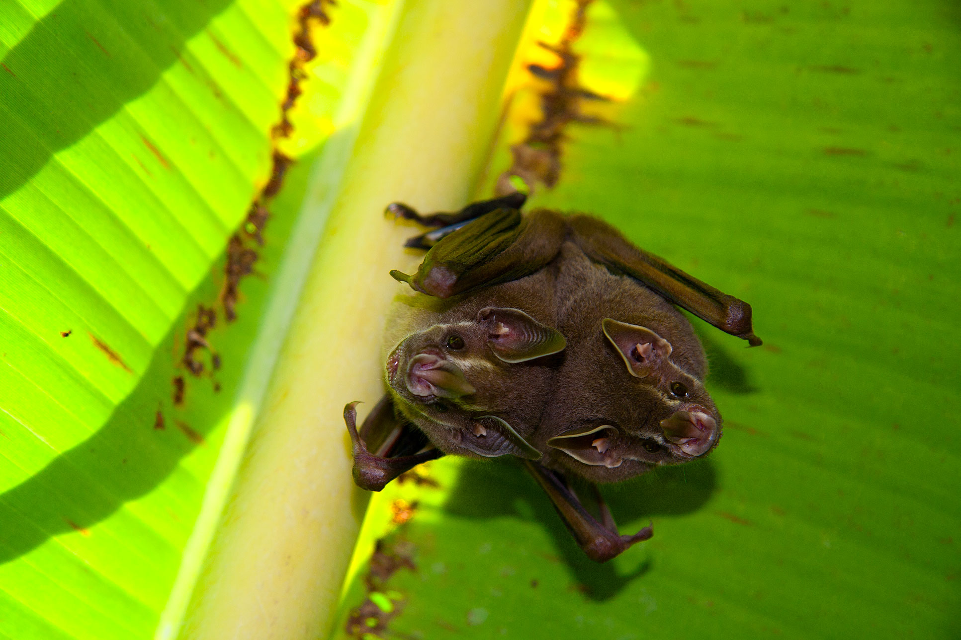 Tent Making Bats Tortuguero  Edit