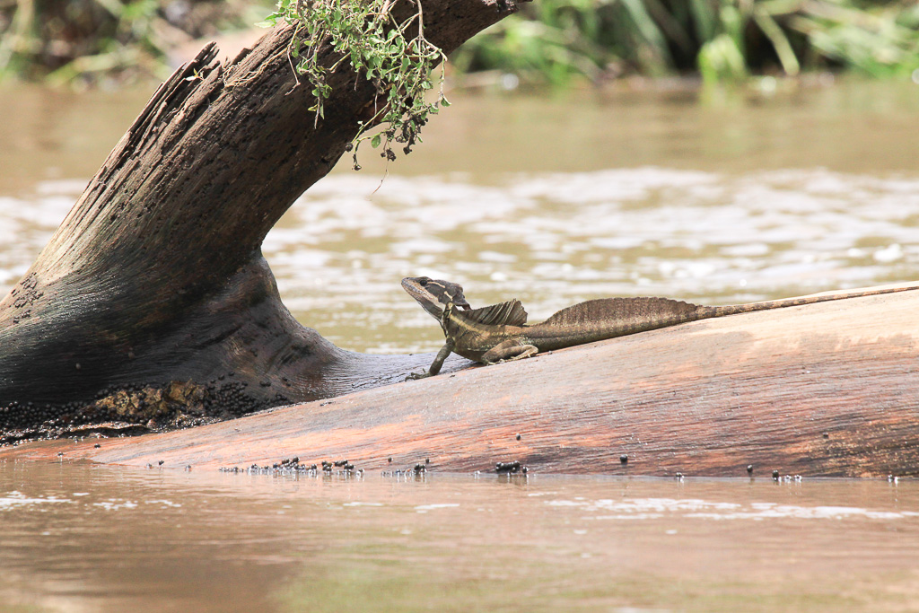 Lizard On The Tarcoles Riverbanks
