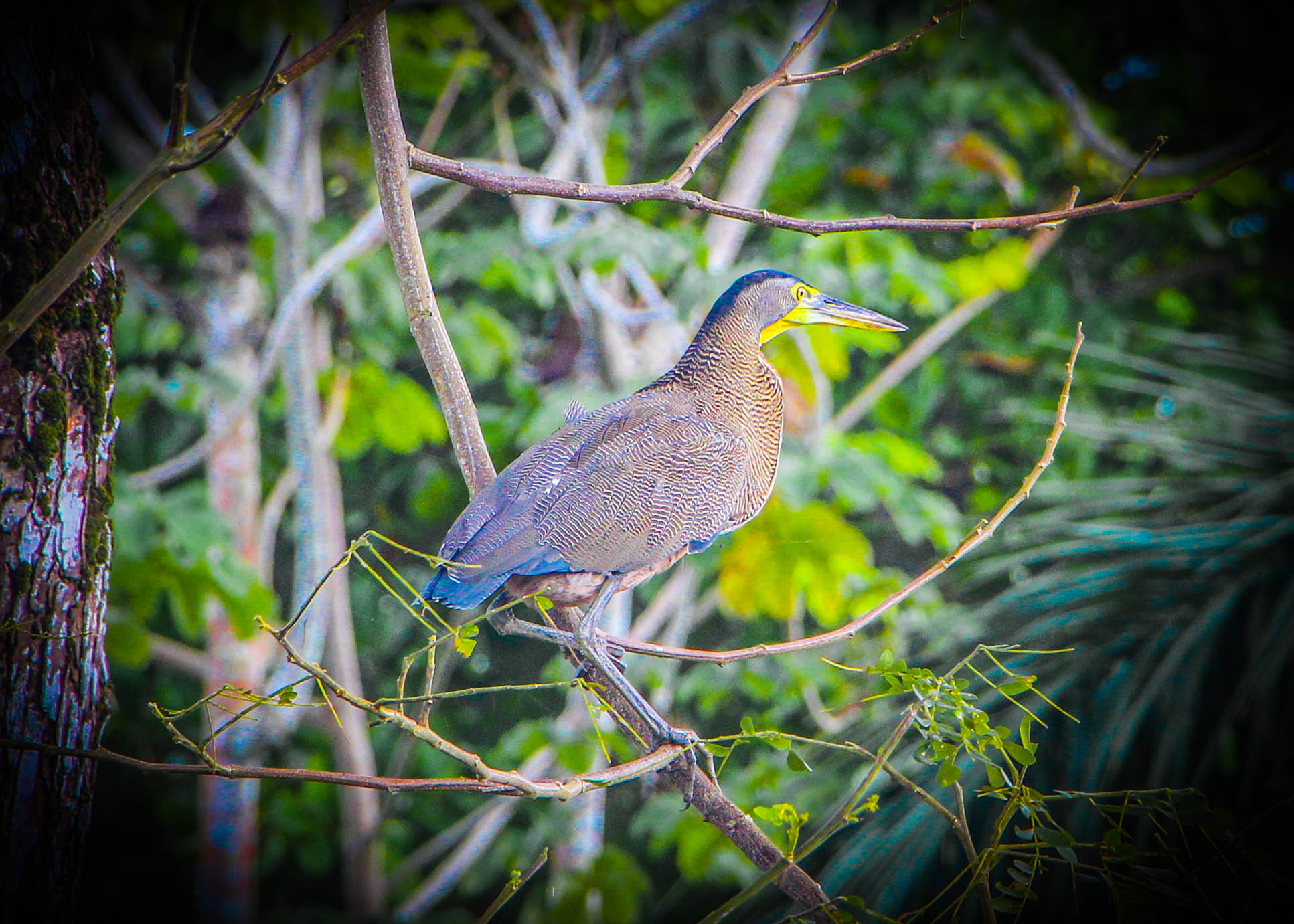 Heron Agua Dulce Resort
