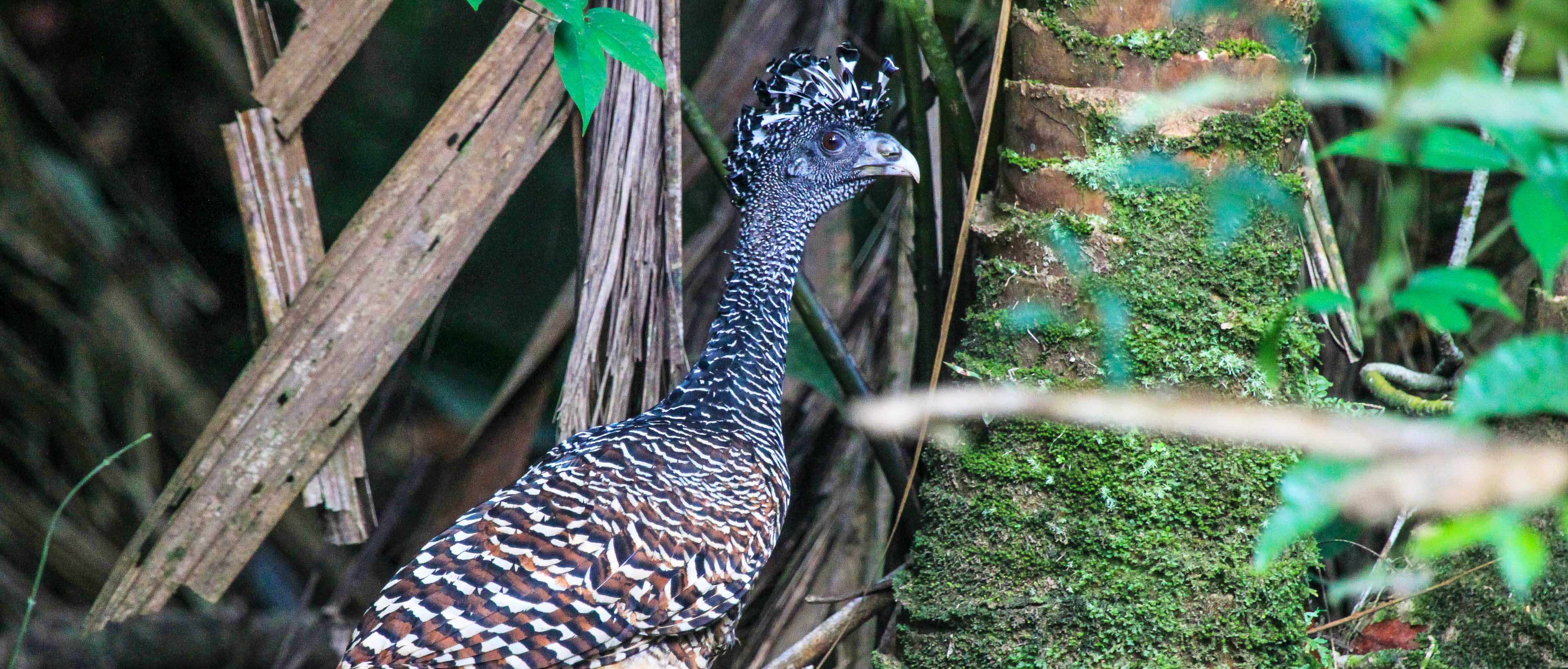 Juvenile crested heron walks along the forest floor 