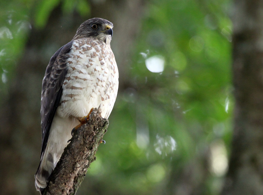 Grey Wing Hawk Perching Above the River